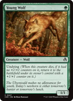 Young Wolf