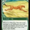 Hunting Cheetah
