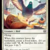 City Pigeon